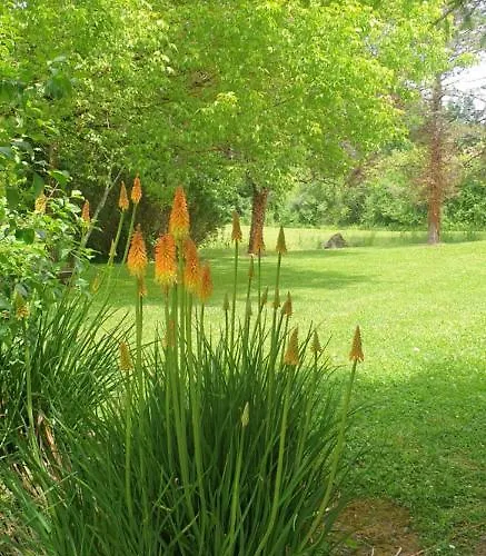 Maddy - Au Clos De Pensión